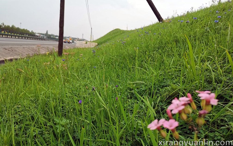 稻草植被毯护坡技术在华北公路边坡的成功运用